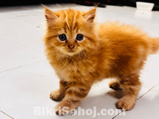 Persian cat